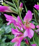 Gladiolus communis byzantinus - Byzantinische Siegwurz