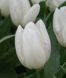 Einfachblhende frhe Tulpe White Prince