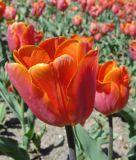 Triumph-Tulpe Caro