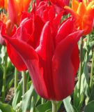 Lilienbltige Tulpe Pretty Woman