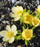 Eranthis hyemalis 