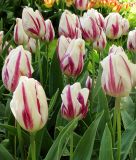 Triumph-Tulpe Flaming Flag