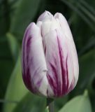 Triumph-Tulpe Flaming Flag®
