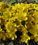 Eranthis x tubergenii "Sachsengold" - Winterling