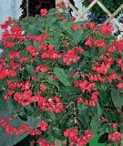 Begonia x hybrida "Dragon Wing F1 Red" - Drachenflgelbegonie
