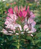 Cleome spinosa "Rosaknigin" - Spinnenblume