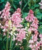 Hyacinthoides hispanica "Rose Queen" - Spanisches Hasenglckchen