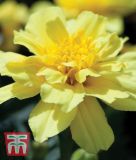 Tagetes patula "Alumia Vanilla Cream" - Studentenblume