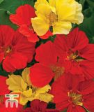 Tropaeolum majus "Bolero Mischung" - Kapuzinerkresse