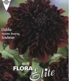 Anemonenbltige Dahlie "Soulman"
