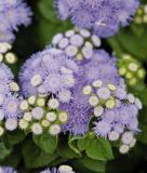 Ageratum houstonianum "Blue Hawaii 5.0 F1" - Leberbalsam