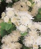 Ageratum houstonianum "Victoria White F1 (Aloha White F1)" - Leberbalsam