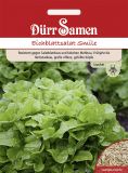 Eichblattsalat "Smile" - Lactuca sativa