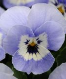Viola cornuta "Sorbet XP F1 Marina" - Hornveilchen