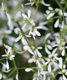 Euphorbia graminaea "Glamour White F1" - Wolfsmilch, Bienen-Schleierkraut