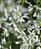 Euphorbia graminaea "Glamour White F1" - Wolfsmilch, Bienen-Schleierkraut
