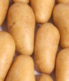 Pflanzkartoffel "Sieglinde" (Bio-Qualitt)