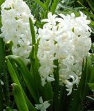 Hyacinthus orientalis "Aiolos"