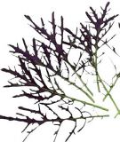 Rote Wilde Rauke "Agano" / Asia-Salat - Brassica juncea