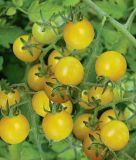 Wildtomate "Golden Currant" - Solanum pimpinellifolium