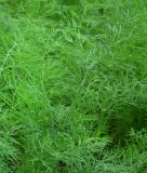 Dill, Tetra- "Goldkrone" - Anethum graveolens