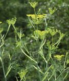 Gewrzfenchel - Foeniculum vulgare