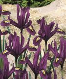 Iris reticulata 