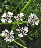 Koriander - Coriandrum sativum