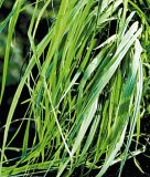 Zitronengras - Cymbopogon flexuosus