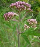 Baldrian - Valeriana officinalis