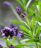 Lavendel - Lavandula angustifolia