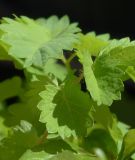 Pimpinelle - Sanguisorba minor