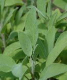 Salbei - Salvia officinalis