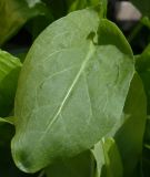 Sauerampfer - Rumex acetosa