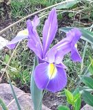 Iris hollandica "Sapphire Beauty" - Hollndische Schwertlilie