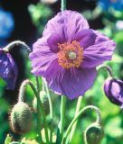 Meconopsis betonicifolia "Hensol Violet" - Tibet-Scheinmohn