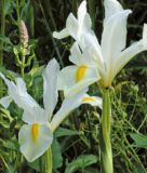 Iris hollandica "White Excelsior" - Hollndische Schwertlilie