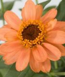 Zinnia x hybrida "Profusion Apricot" - Zinnie