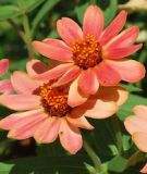 Zinnia x hybrida 