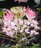 Cleome spinosa "Sparkler 2.0 F1 Blush" - Spinnenblume