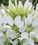 Cleome spinosa "Sparkler 2.0 F1 White" - Spinnenblume