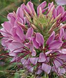 Cleome spinosa "Sparkler 2.0 F1 Lavender" - Spinnenblume