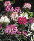 Cleome spinosa "Sparkler 2.0 F1 Mischung" - Spinnenblume