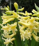 Hyacinthus orientalis "City of Haarlem"