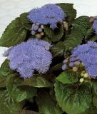 Ageratum houstonianum "Aloha Blue F1" (Victoria Blue F1) - Leberbalsam