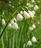 Leucojum aestivum - Frhlingsknotenblume