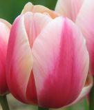 Darwin-Hybrid-Tulpe Ollioules