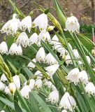 Leucojum aestivum "Gravetye Giant" - Frhlingsknotenblume