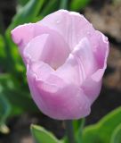 Einfachblhende frhe Tulpe Candy Prince