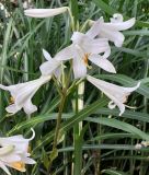 Lilium candidum - Madonnenlilie